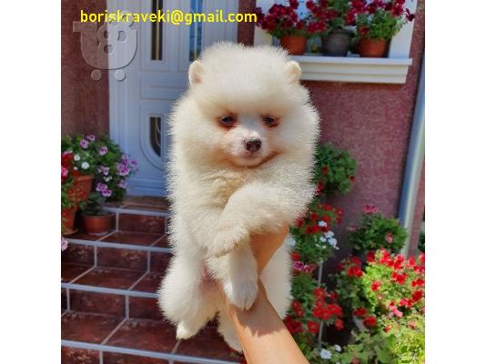 PoulaTo: Κουτάβια Pomeranian για υιοθεσία